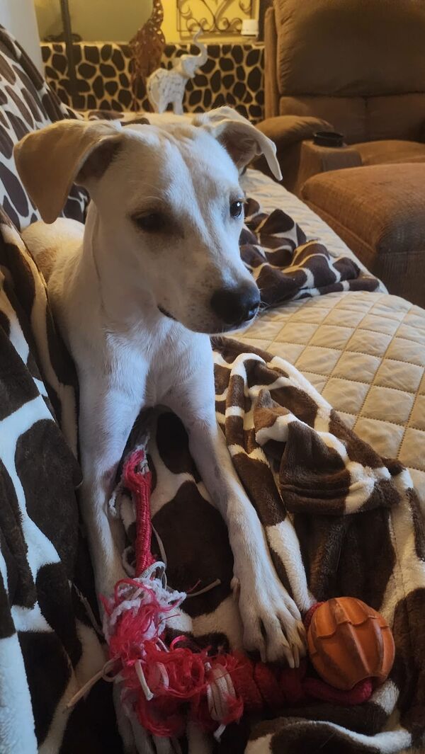 We’re Dog People over Here