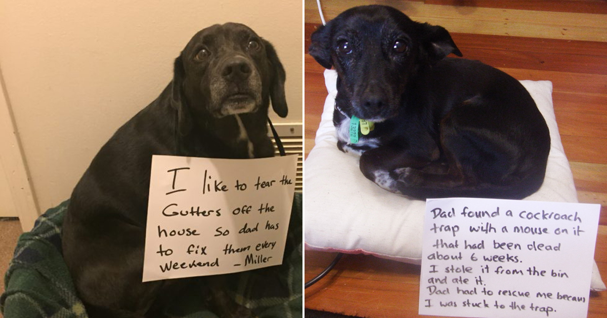 The dog shaming will continue until morale improves