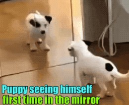 Gif-vif : Daily Dose of GIFs in 2023  Dog gifs, Stop copying me, Funny gif