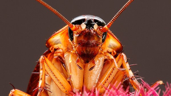 Explosive Cockroach Explosive Facts About Nuclear Weapons