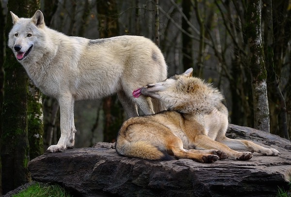 Animals with a terrible rep, but are actually super chill