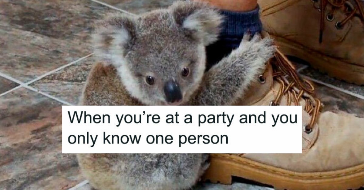 10 Guy Meme Koala
