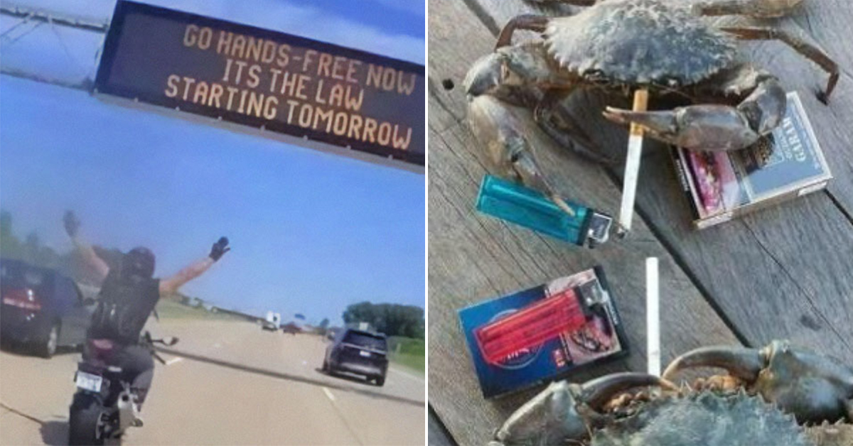 The randomness of life, as shown in the funniest ways possible (30 ...