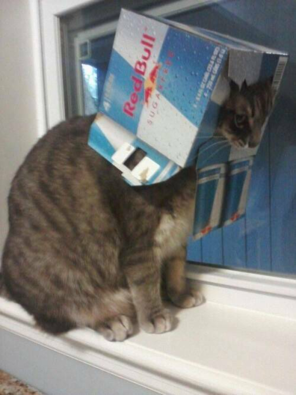 The Cat’s Out of the Bag