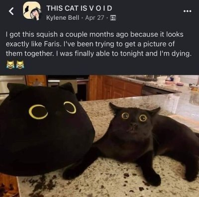 hmm cat meme  Cat memes, Cat profile, Cute cats