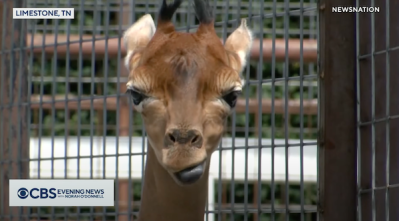 Spotless arrival: Rare giraffe without coat pattern is born at Tennessee  zoo - ABC7 Chicago