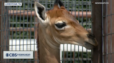 Spotless arrival: Rare giraffe without coat pattern is born at Tennessee  zoo - ABC7 Chicago