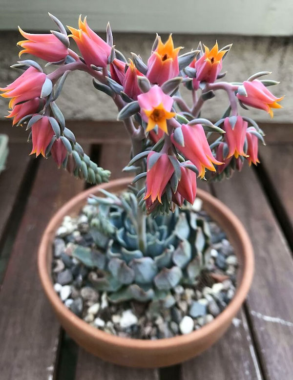 We couldn't help but notice these strange and interesting plants