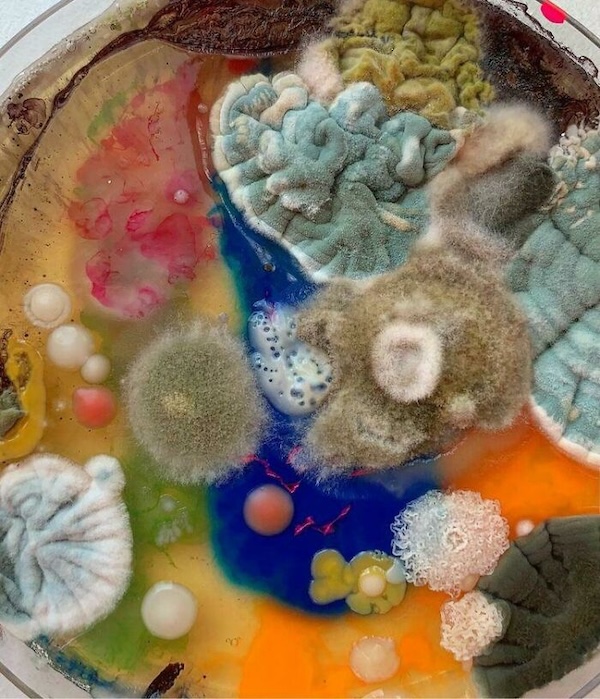 Monstrously Moldy Masterpieces