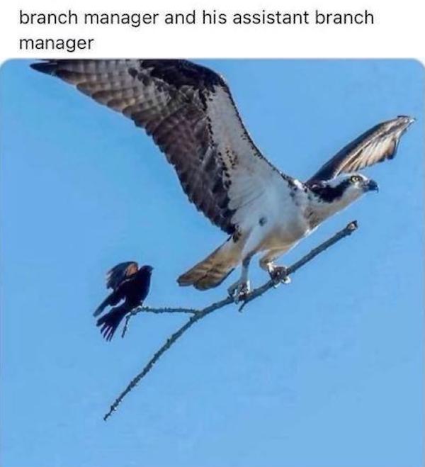 NAILed_IT-memes-10_24_23-1-16.jpg?attach