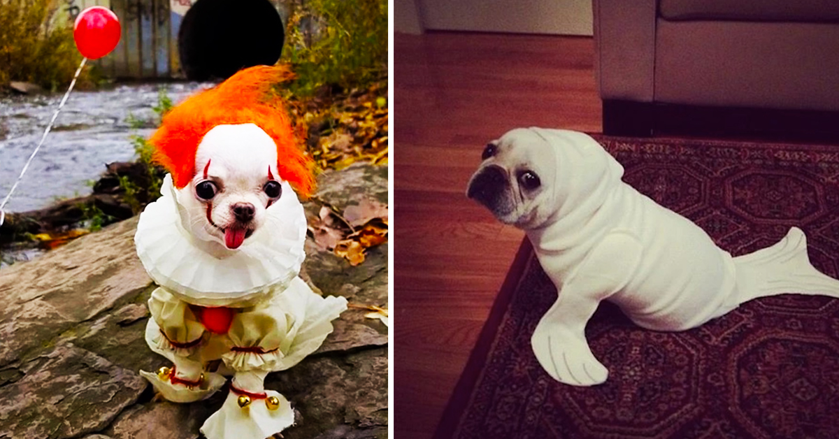 Pennywise hotsell bulldog costume