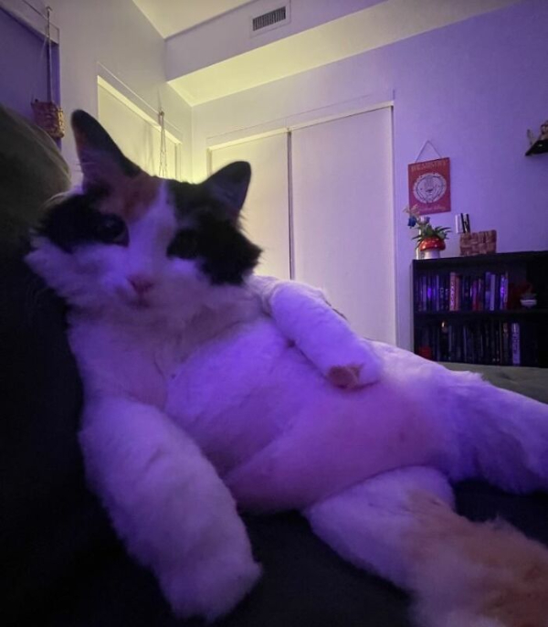 Cats N' Dogs: Cute and Hilarious