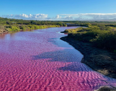 Maui's pink pond may have a different cause, researchers say