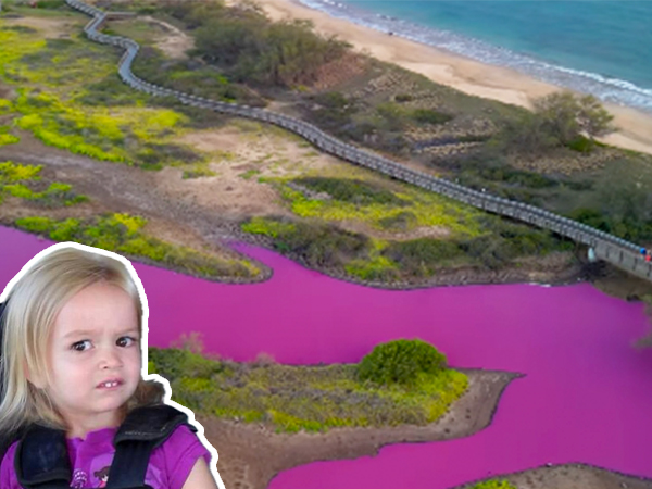 Maui's pink pond may have a different cause, researchers say