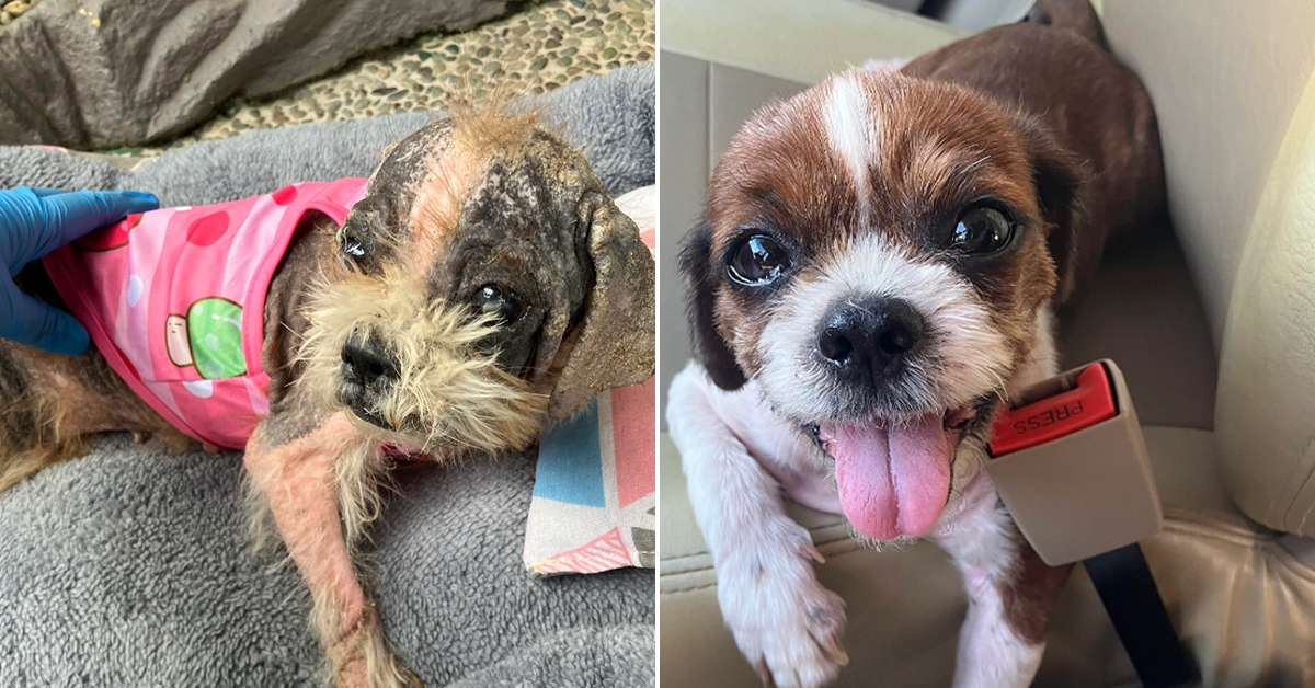 Animals Before and After Adoption will pulverize your every feel