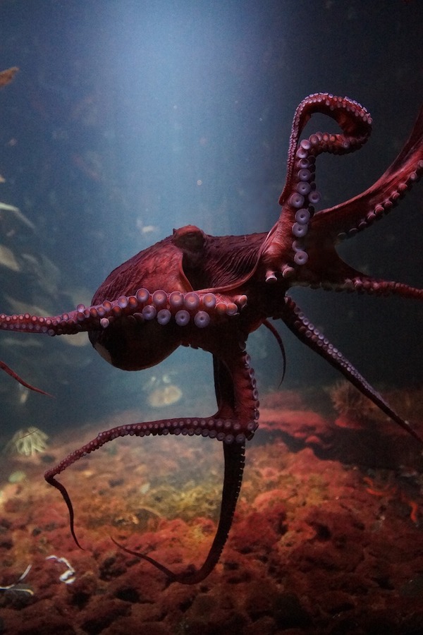 Ranking the 10 smartest animals in the world