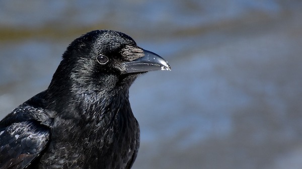 Ranking the 10 smartest animals in the world