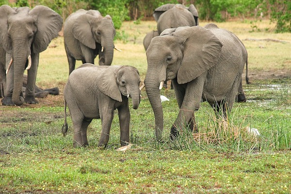 Ranking the 10 smartest animals in the world