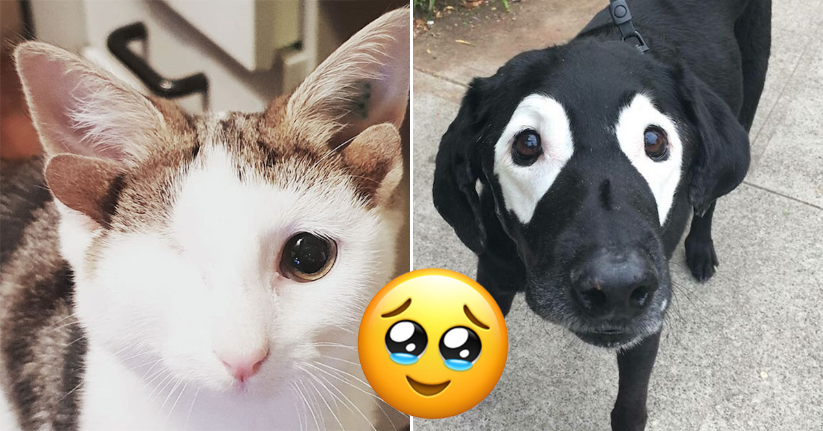 Their genetics make these unusual-looking pets all the more lovable