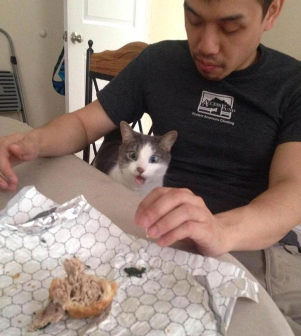 The Cats Are in Charge Today
