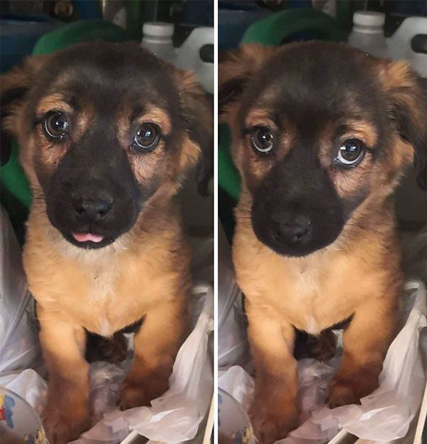 Nothing will brighten your day more than these happy adopted animals