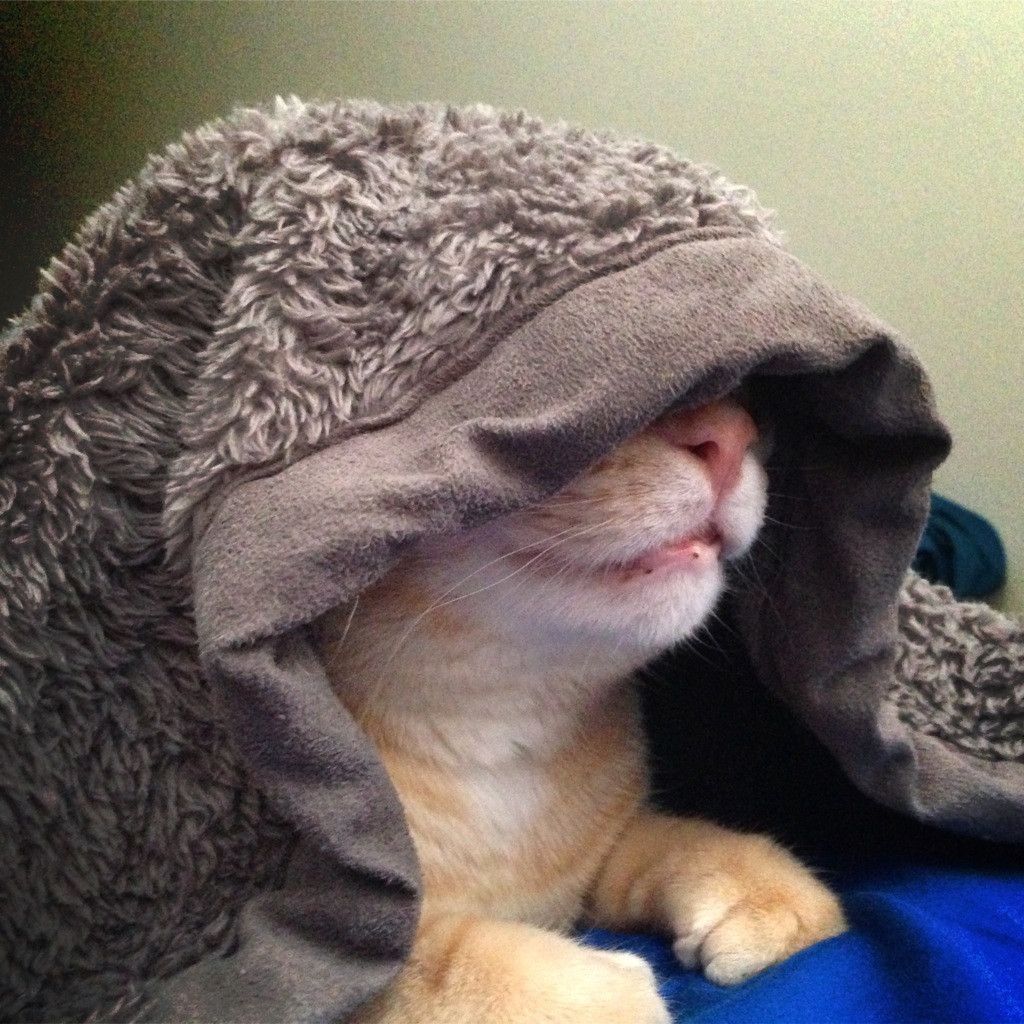 The Cats Are in Charge Today