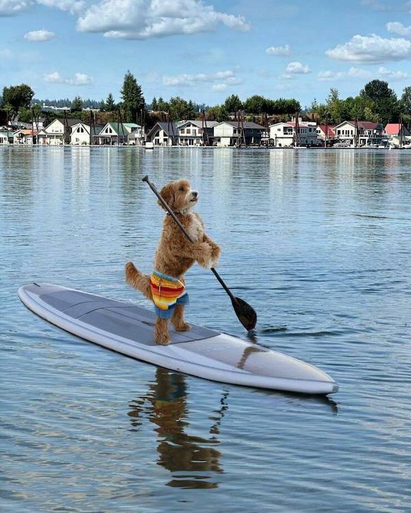 Awesome animals that are bringing all the funniest howls