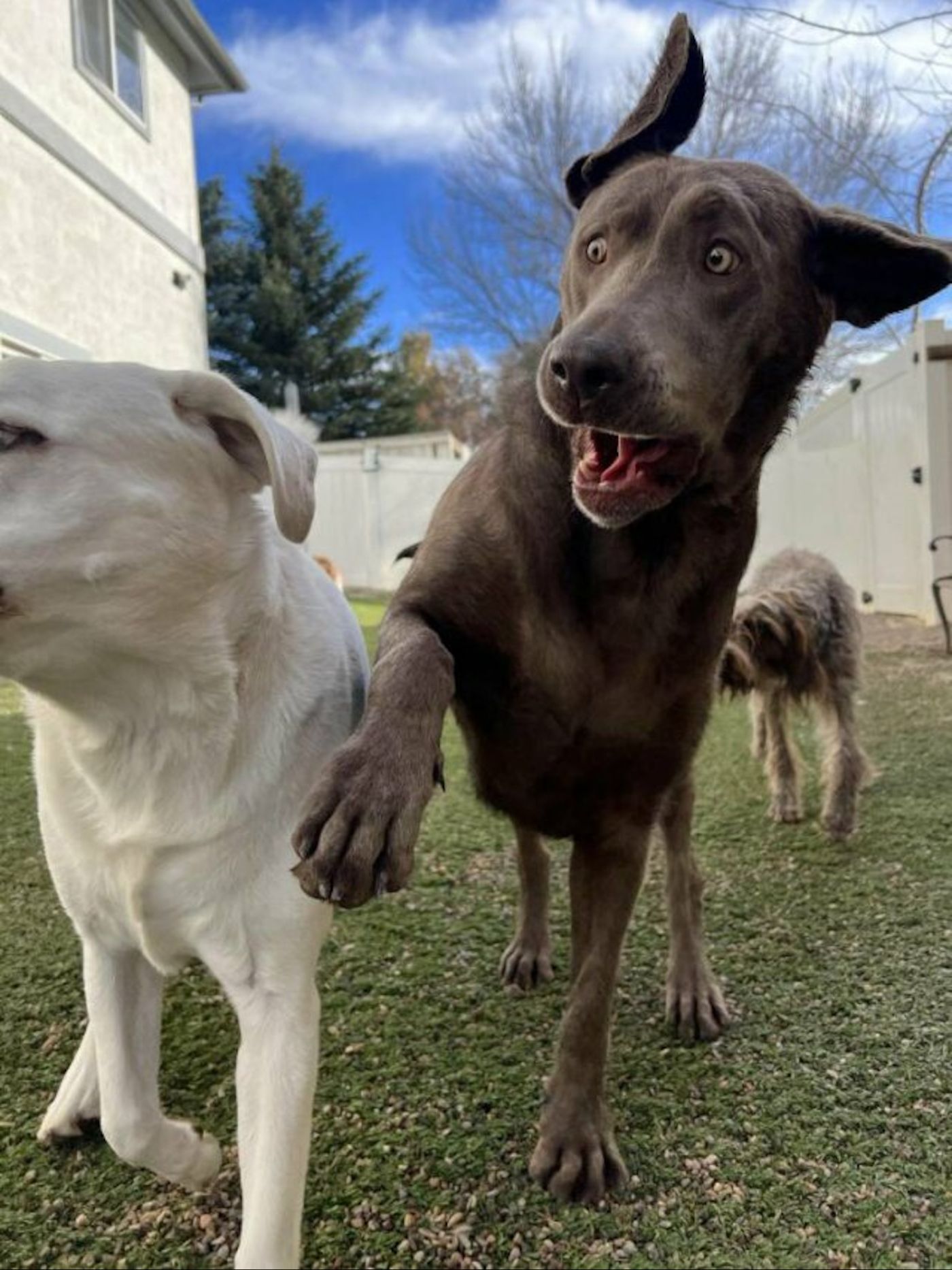 Like It or Not, It’s a Dog’s World