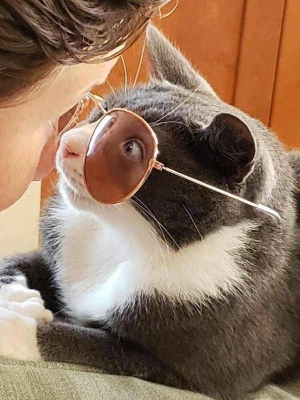 The Cats Are in Charge Today