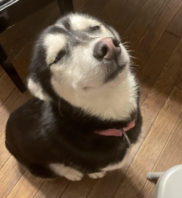 Dogs forgetting how to dog are an adorable mess