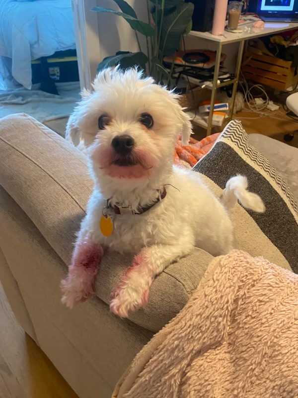 Dogs forgetting how to dog are an adorable mess