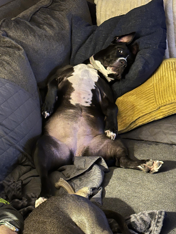 Dogs forgetting how to dog are an adorable mess