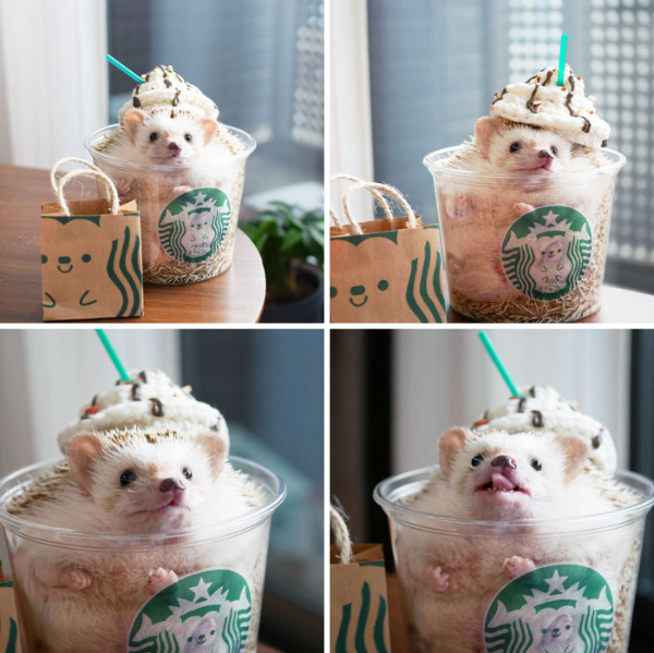 Animals or Food? You Be the Judge