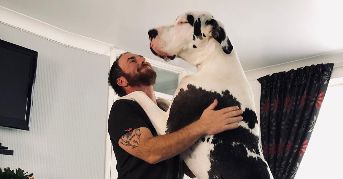 Dogs who are absolute beasts among us