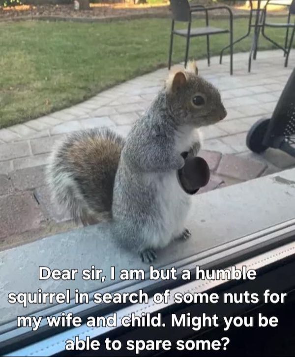 Wild animals and domesticated pets making the world cry laughing
