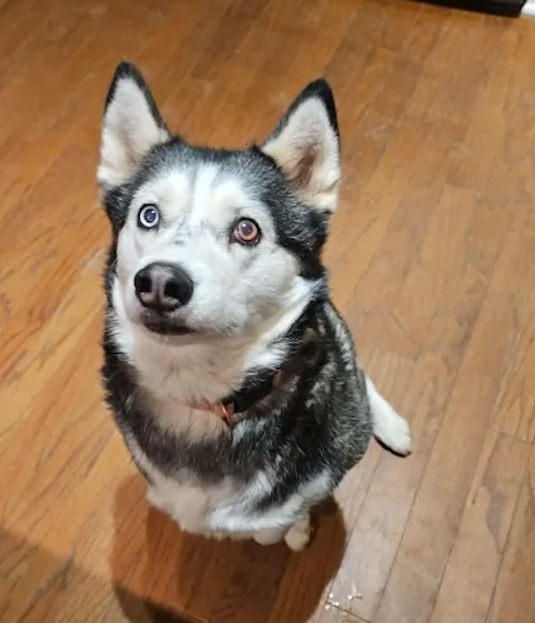 Chive Nation shares pet pics of their fur babies