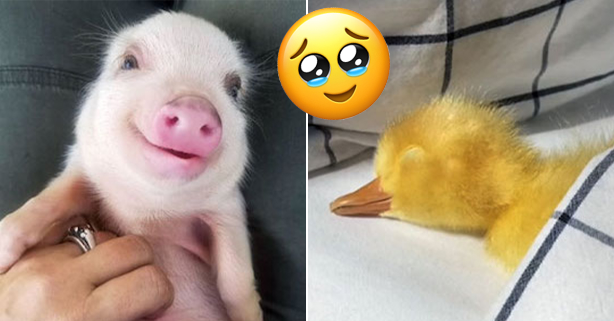 Adorable baby animals can cheer up even the grumpiest of grumps