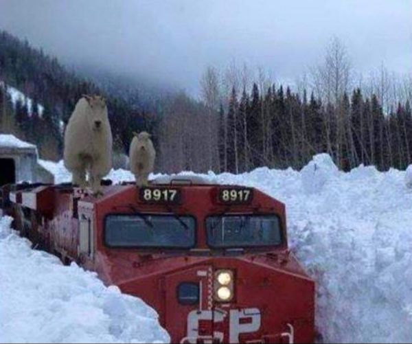 Chug along with train facts fresh off the tracks