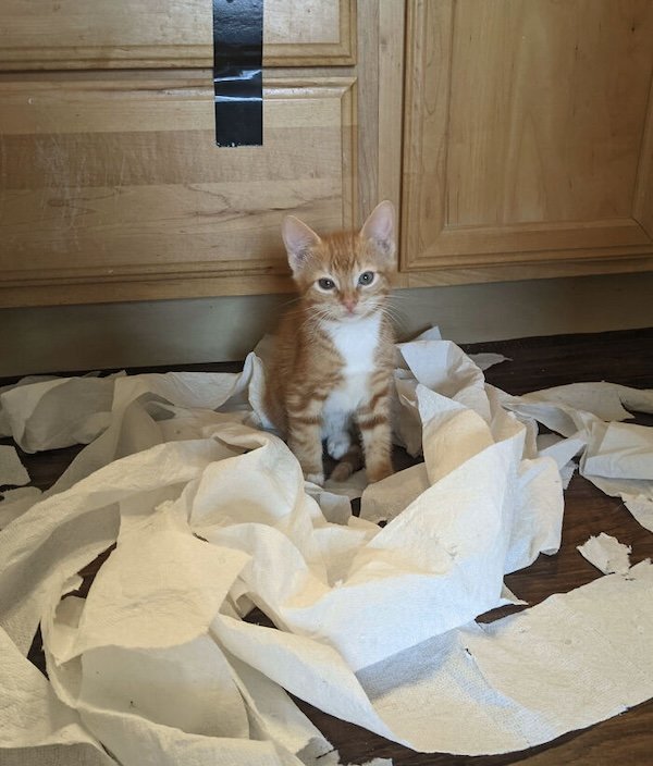 Busting Out Cat