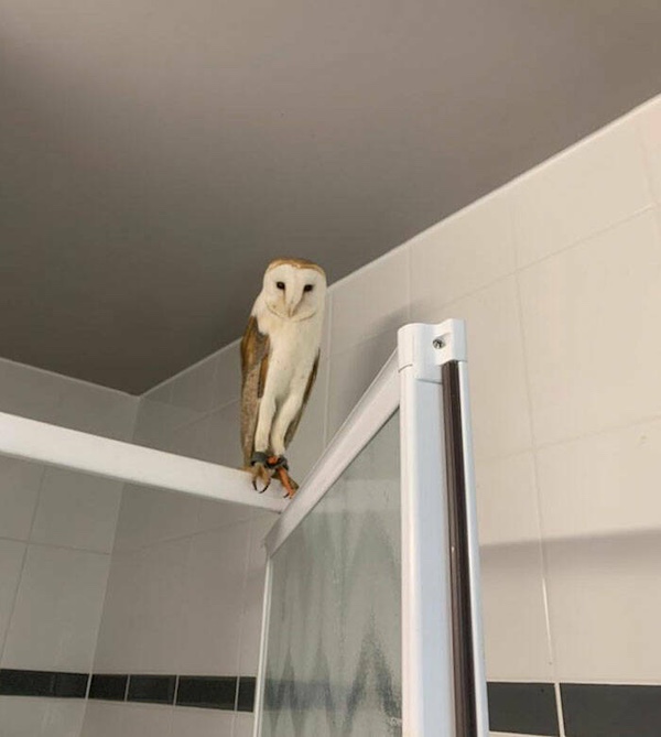 Awesome animals bringing all the best of the internet humor
