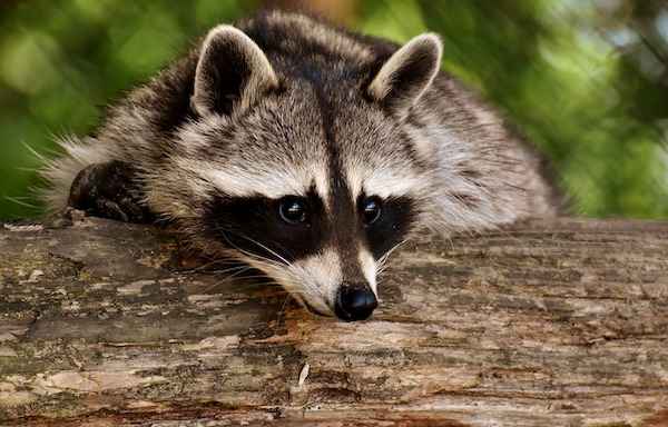 Sh!tty day? How about some good news PLUS cute animals? (16 Photos)
