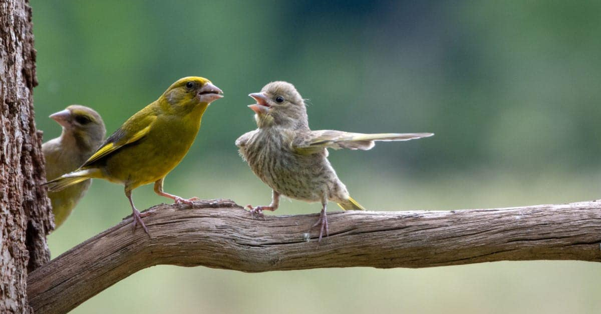 Animals, wild & domesticated, are still what makes the internet great (46 Photos)
