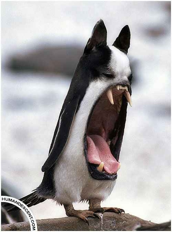Cursed animal hybrids to fuel sweet, sweet nightmares
