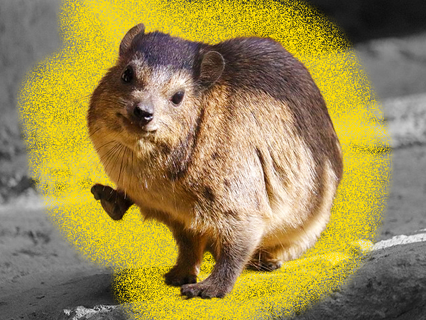 Existence of Hyraxes currently blowing folks’ minds, so we’ve got the doofy mammal facts