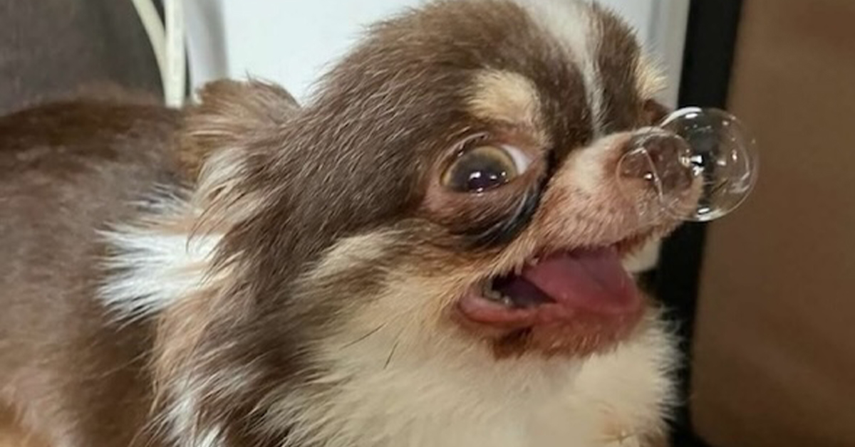 Daily Afternoon Randomness | Random Memes, Photos & Gifs - theCHIVE