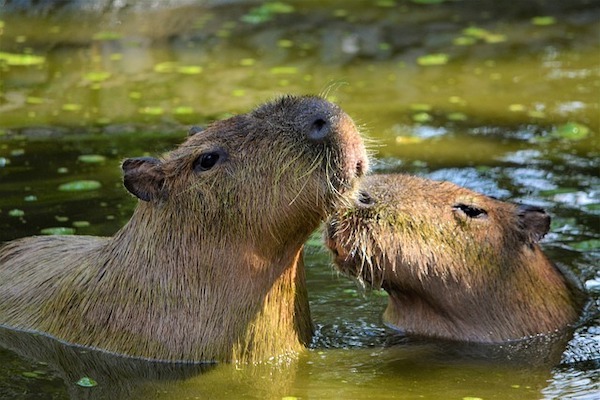 Sh!tty day? How about some good news PLUS cute animals?