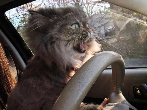 The Cats Are Here. I Repeat: The Cats Are Here