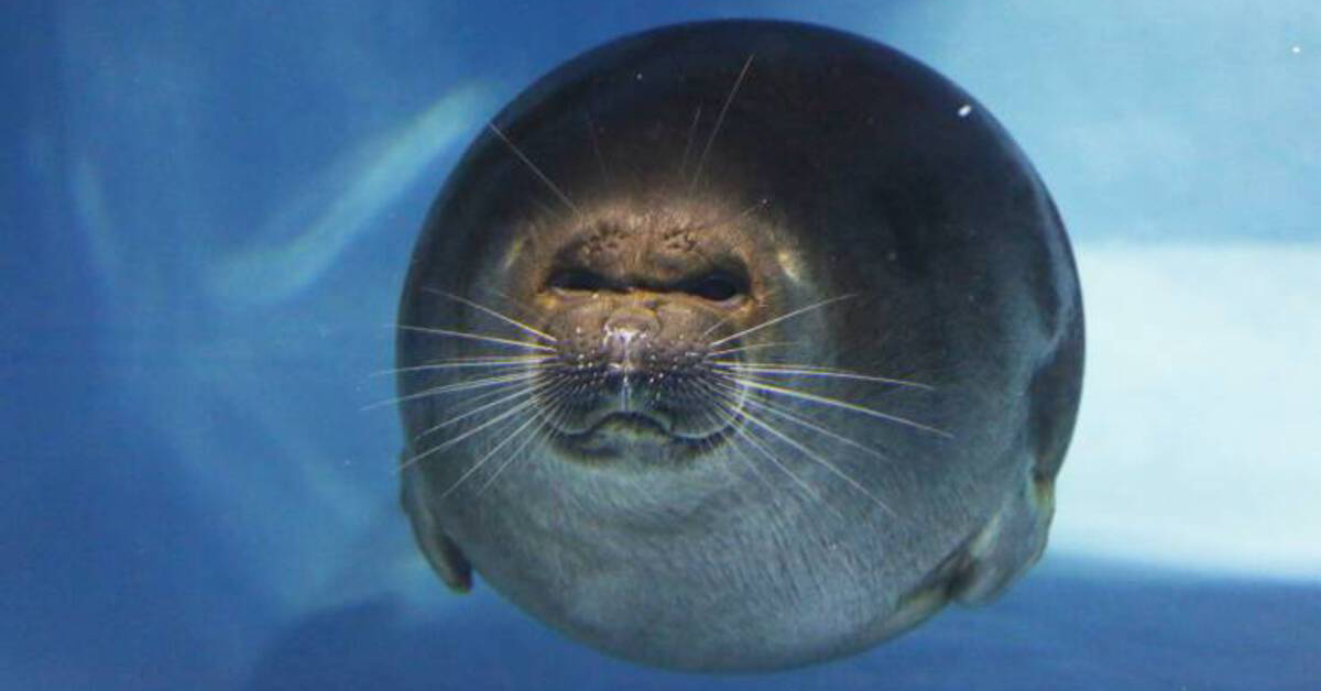 Funny animals, now and forever, will be the greatest thing about the interwebs. Fight me! (50 Photos)