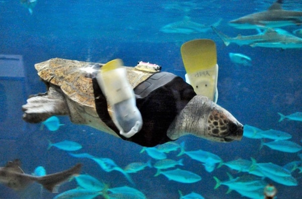These animals with disabilities got some pretty sweet upgrades