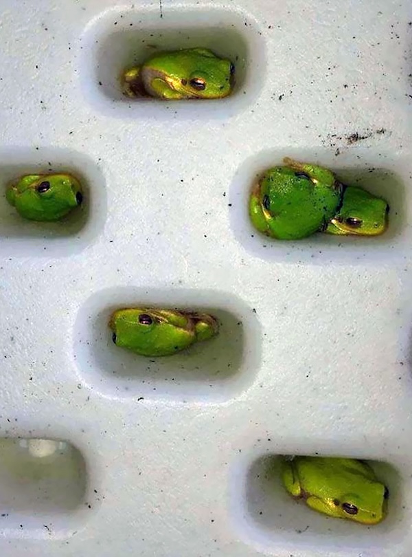 These slimy lil guys make the world go round! Frogs, that is.